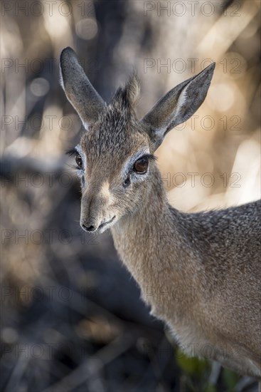 Kirk dikdik or kirk's dik-dik