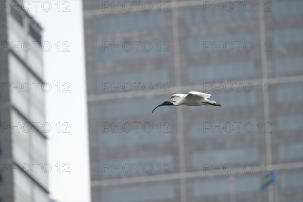 Australian white ibis