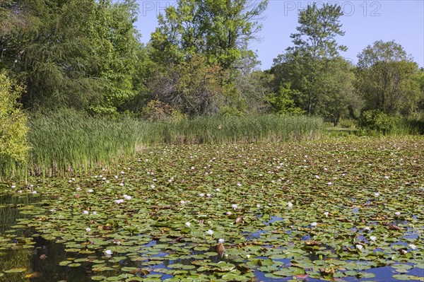 Water lilies