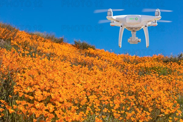 Drone flying above seasonal california poppies bloom landscape
