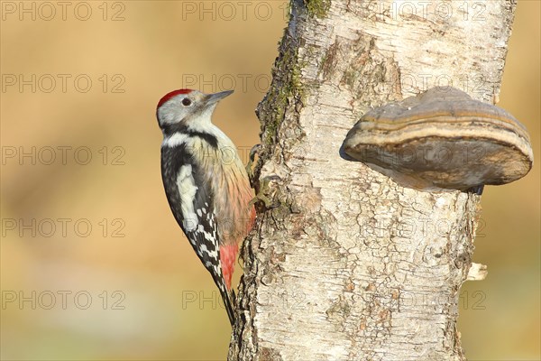 Middle spotted woodpecker