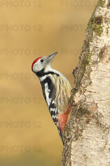 Middle spotted woodpecker