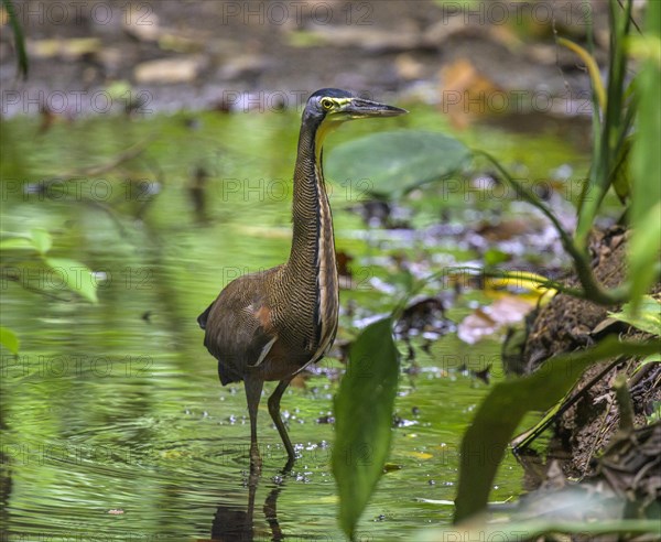 Bare-throated tiger heron