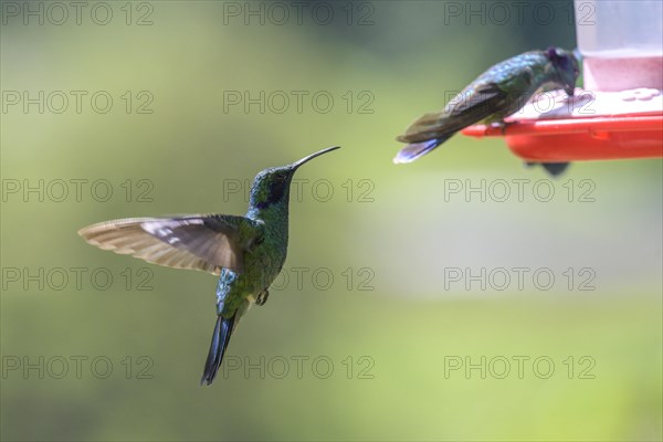 Mexican violetear