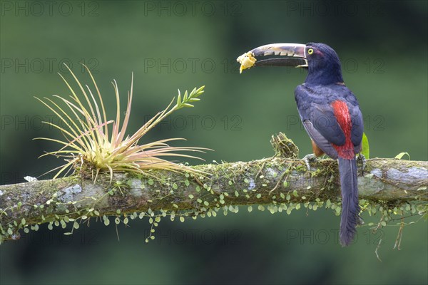 Collared aracari