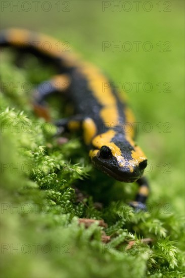 Feuersalamander