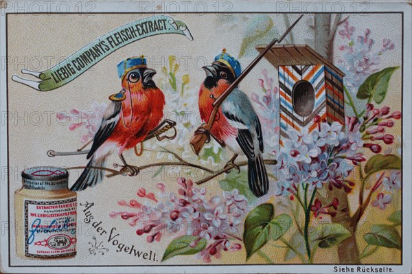 Bilderserie Aus der Vogelwelt