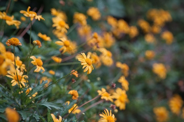 Yellow daisy flowers in a garden in spring