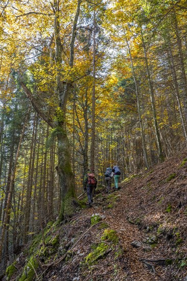 Hikers in a mixed forest in autumn