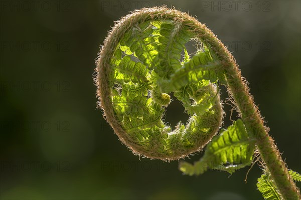 Young ostrich fern