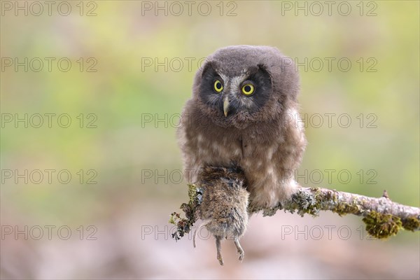 Tengmalm's Owl