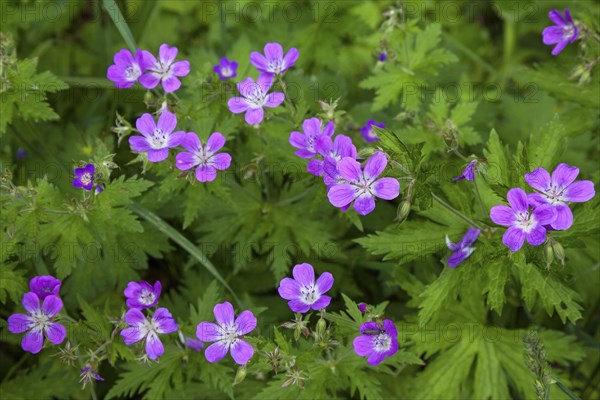 Wood cranesbill