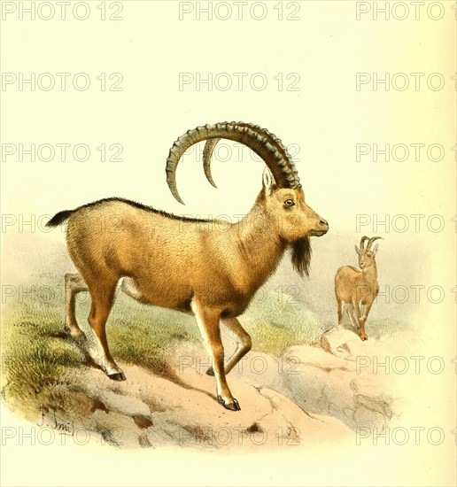 Siberian ibex