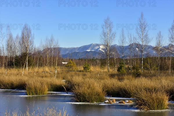 Frozen moor pond with common club-rush