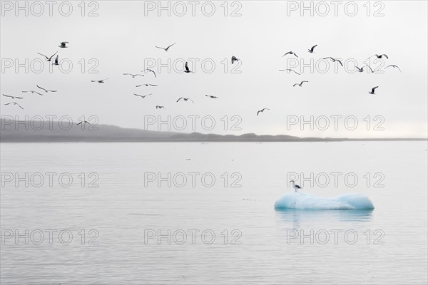 Glaucous gull