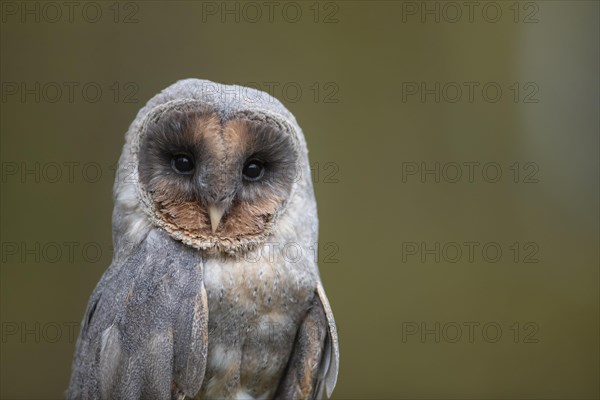 Barn owl