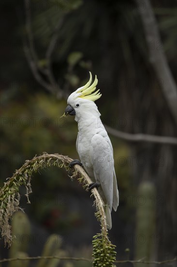 Sulphur-crested cockatoo