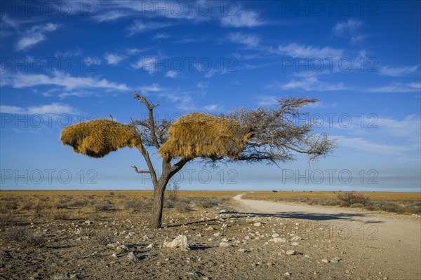 Tree with nest of Social weaver