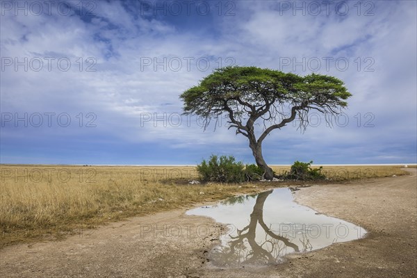 A tree at the edge of the salt pan is reflected in a puddle