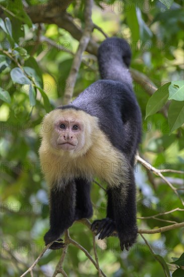 White-headed capuchin