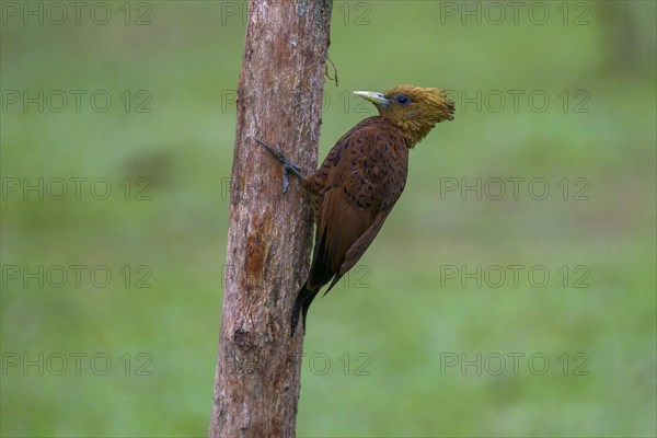 Chestnut-colored woodpecker