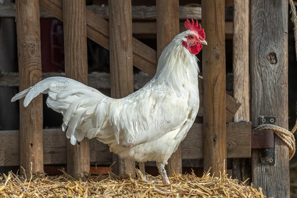 White rooster in a farmyard. Educational Farm