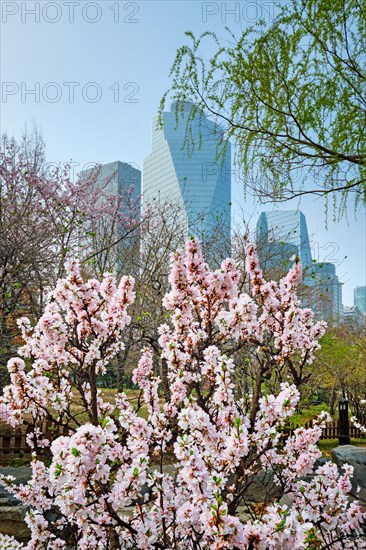 Blooming sakura blossoms flowers in Yeouido Park public park in Seoul