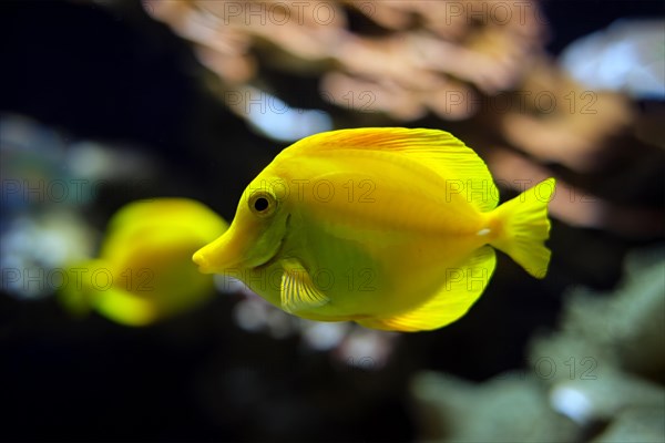 Yellow tang