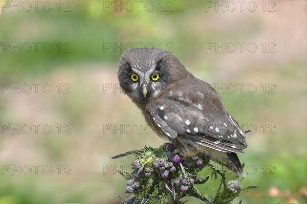 Tengmalm's Owl