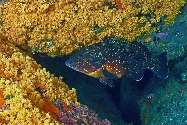 Large Mediterranean grouper