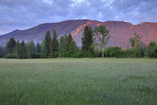 Common cottongrasses