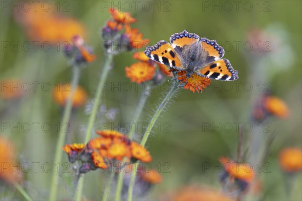 Small tortoiseshell