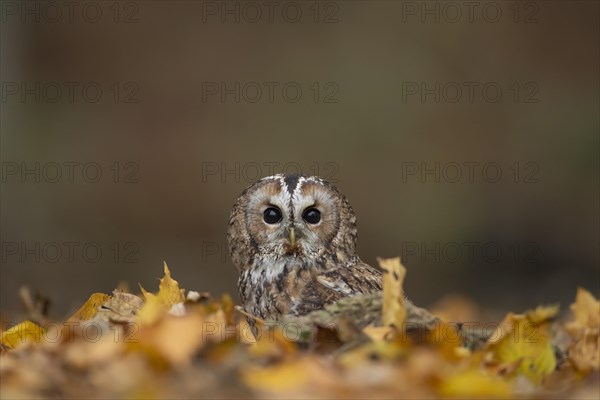 Tawny owl