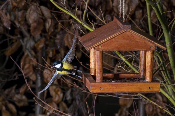 A great tit