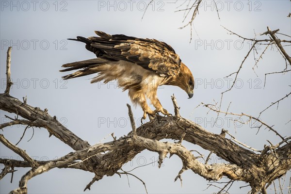 A tawny eagle