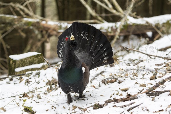 Western capercaillie