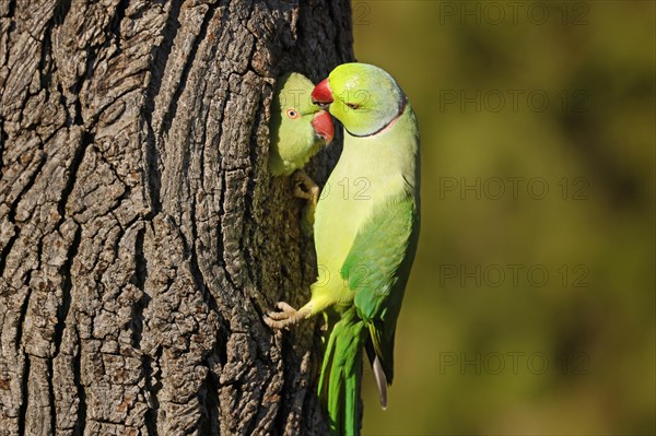 Two collared parakeets