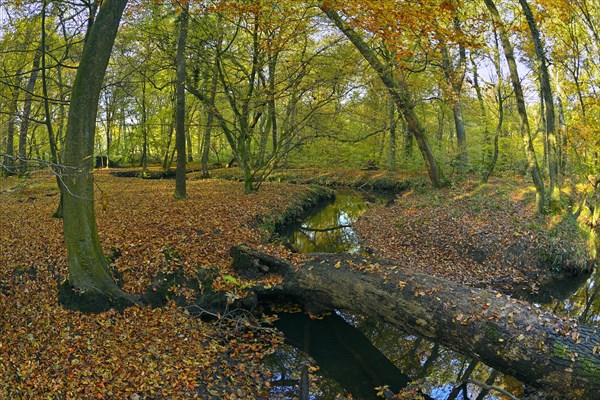 Deadwood in the Rotbach in the autumnal Hiesfeld Forest