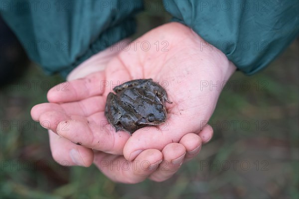 Grasfrosch