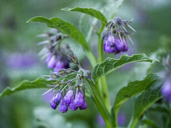 Comfrey