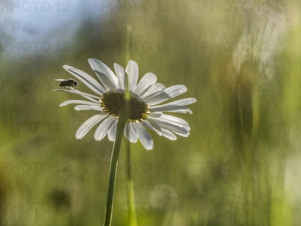 Marguerite