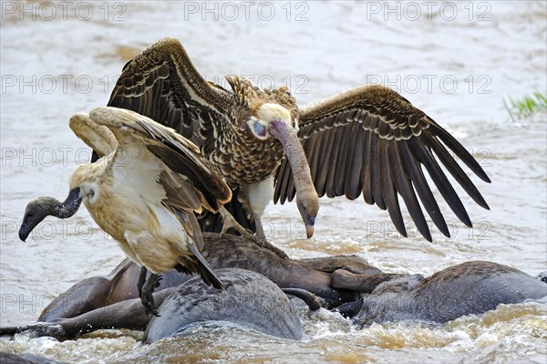 Rueppell's vulture