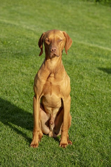 Young Vizsla male