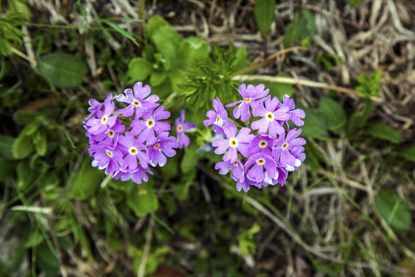 Mehlige Schluesselblume