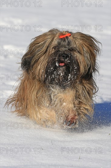 Lhasa Apso running in the snow