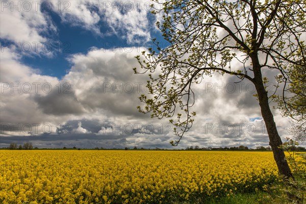 Rape field in bloom on the Nordstrand peninsula