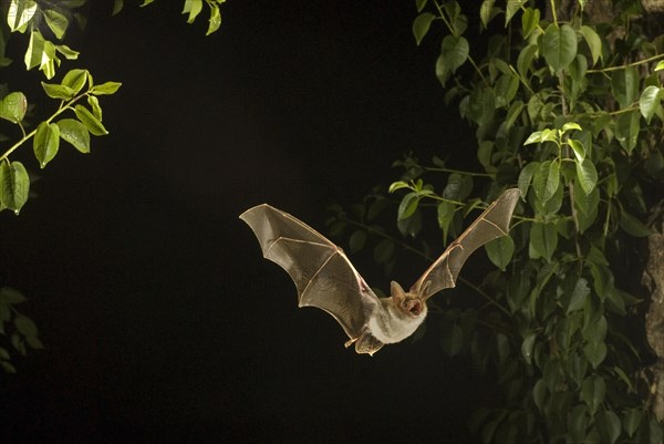 Greater mouse-eared bat