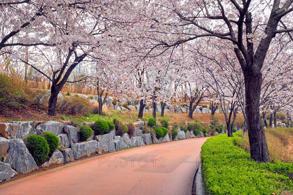 Blooming sakura cherry blossom alley in park in spring