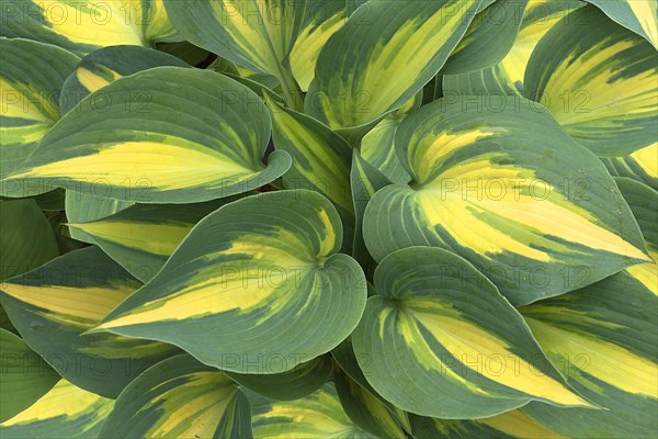 Leaves of a Hosta sieboldiana