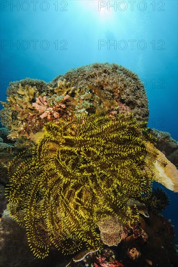 Bennet's bennett's feather star